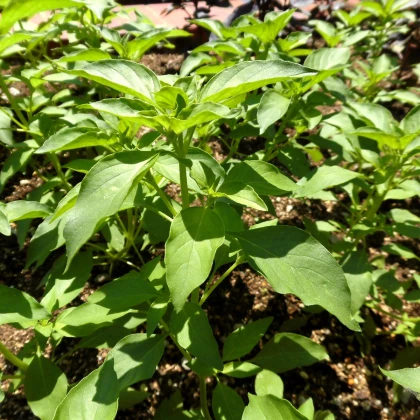 Bazalka Lime - Ocimum basilicum - semena bazalky - 200 ks