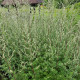 Fekete üröm Černobýl - Artemisia vulgaris - pelyhín magok - 130 db