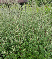Fekete üröm Černobýl - Artemisia vulgaris - pelyhín magok - 130 db