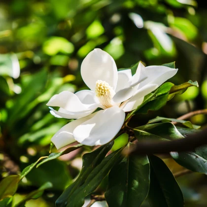 Magnólie velkokvětá - Magnolia grandiflora - semena magnólie - 5 ks