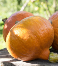 BIO Tykev Uchiki kuri - Cucurbita maxima - bio semena tykve - 5 ks