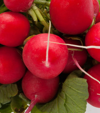 Ředkvička Sora - Raphanus sativus - semena ředkvičky - 100 ks