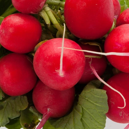 Ředkvička Sora - Raphanus sativus - semena ředkvičky - 100 ks