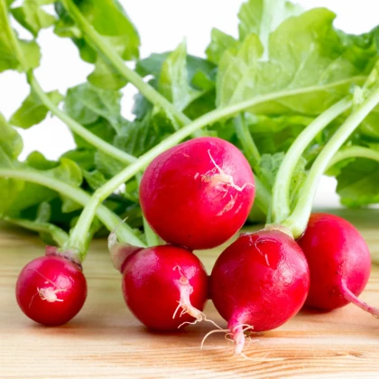 Ředkvička Parat - Raphanus sativus - semena ředkvičky - 100 ks