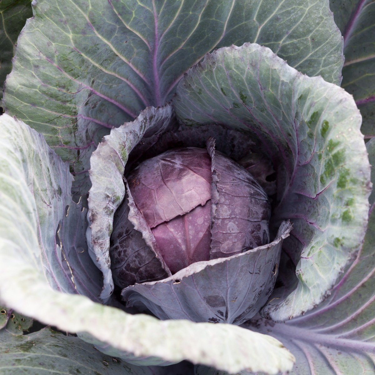 Zelí červené polopozdní Pourovo - Brassica pekinensis - semena zelí - 200 ks