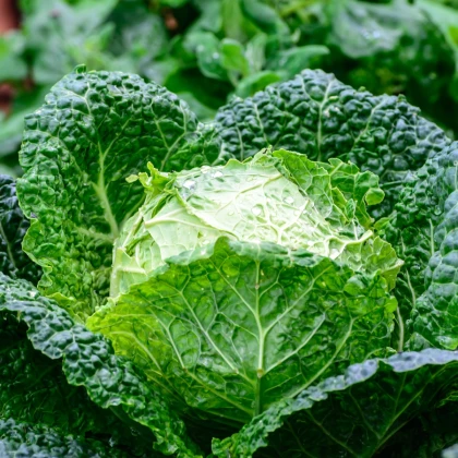 Kapusta hlávková Entira F1 - Brassica oleracea - semena - 20 Ks
