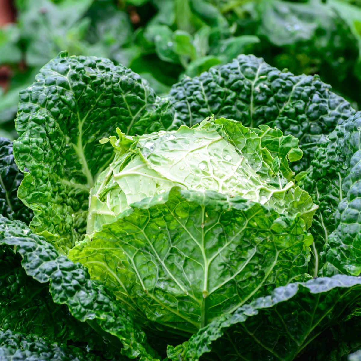 Kapusta hlávková Entira F1 - Brassica oleracea - semena - 20 Ks