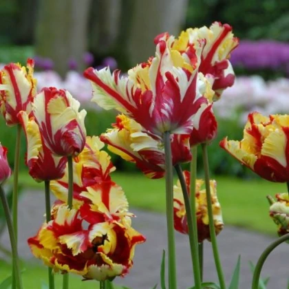 Tulipán Flamming Parrot - Tulipa - cibule tulipánu - 3 ks