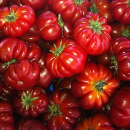 Rajče Costoluto Fiorentino - Solanum lycopersicum - semena - 7 ks