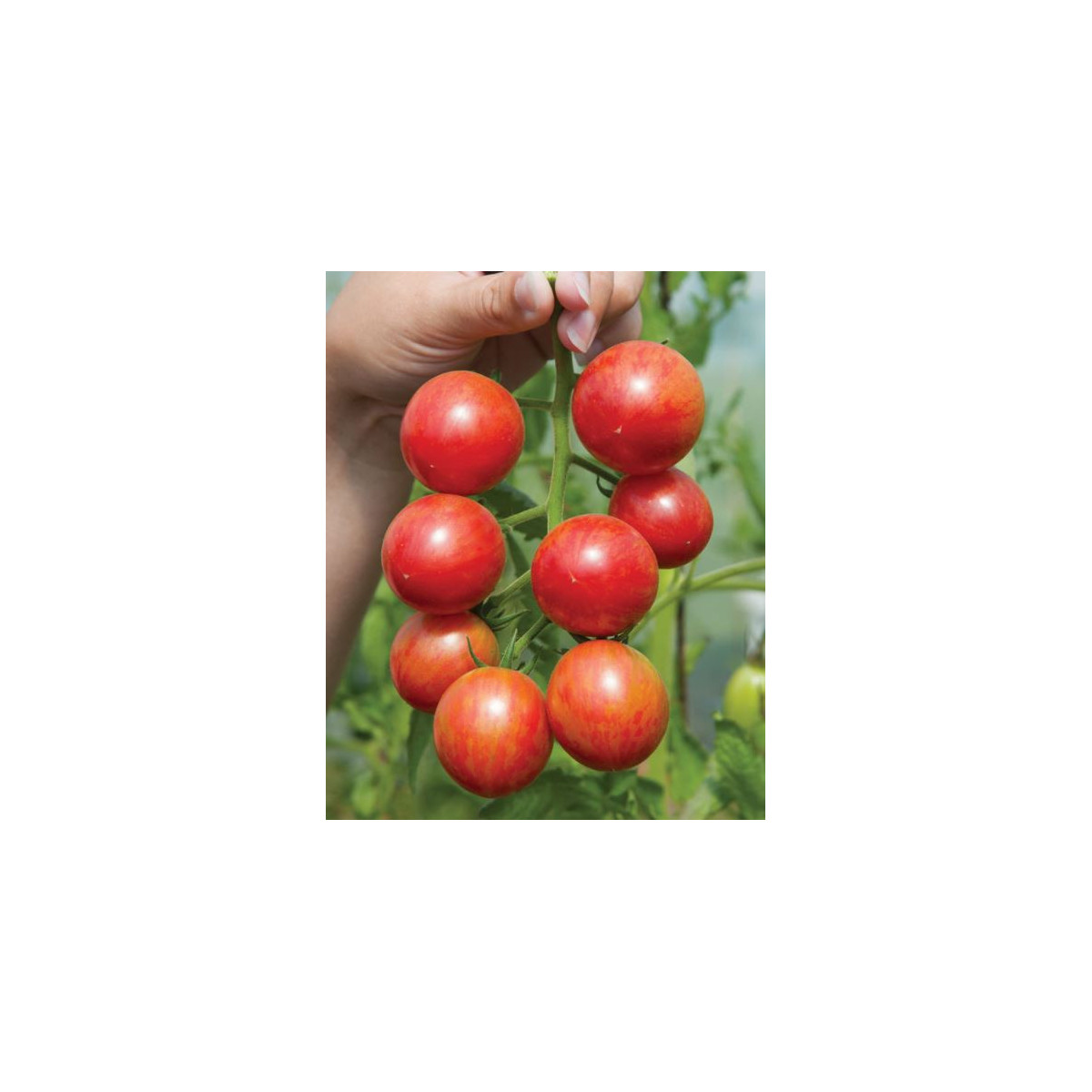 Rajče Artisan Pink Bumble Bee - Lycopersicon esculentum - semena - 5 ks