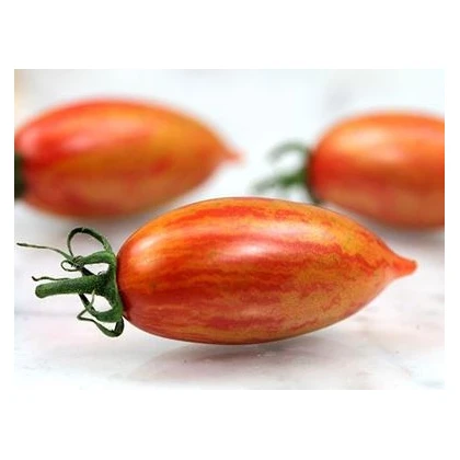 Rajče Artisan Pink Tiger - Solanum lycopersicum - semena rajčete - 5 ks