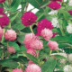 Pestrovka kulovitá směs barev - Gomphrena globosa - semena pestrovky - 0,1 g