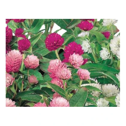 Pestrovka kulovitá směs barev - Gomphrena globosa - semena pestrovky - 0,1 g
