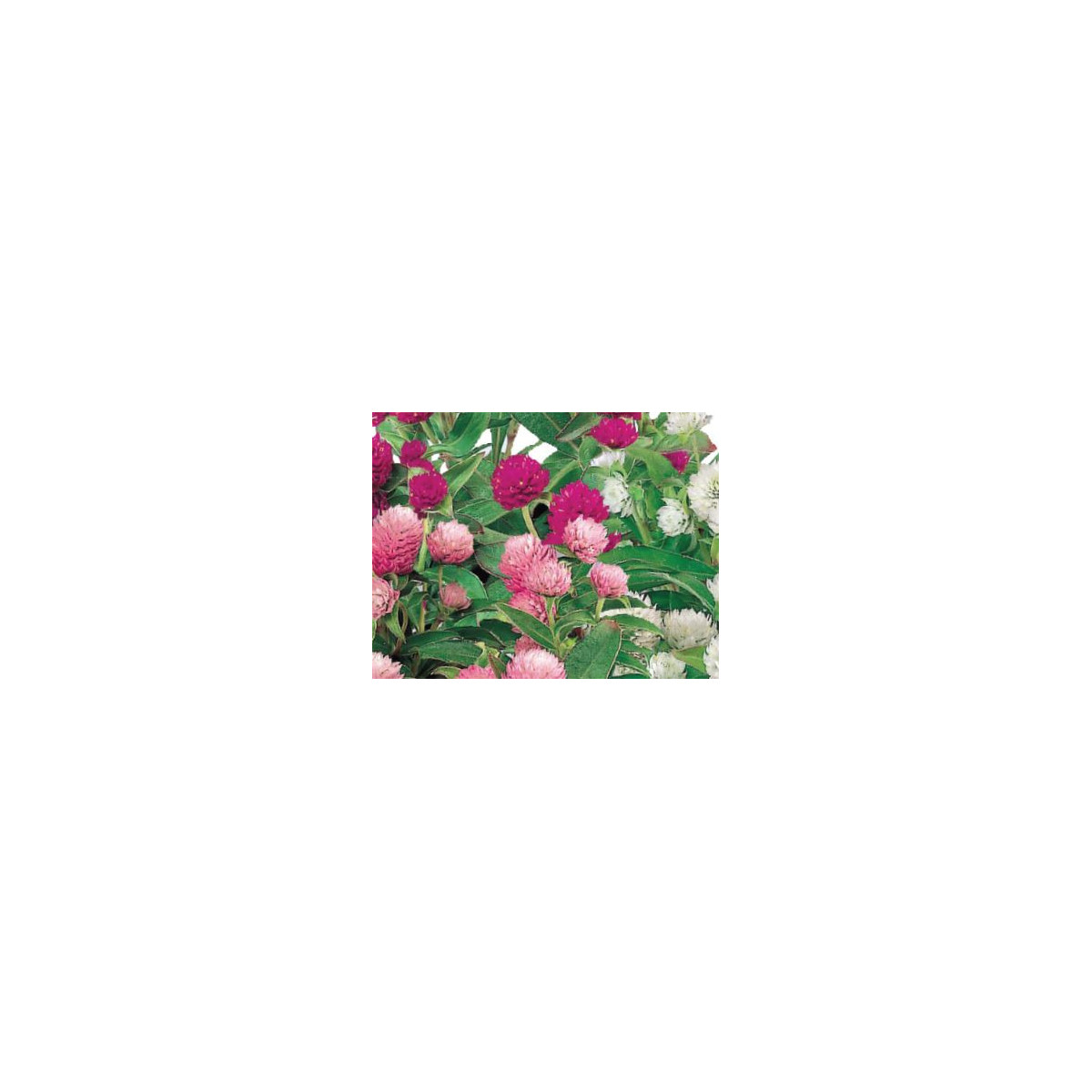 Pestrovka kulovitá směs barev - Gomphrena globosa - semena pestrovky - 0,1 g