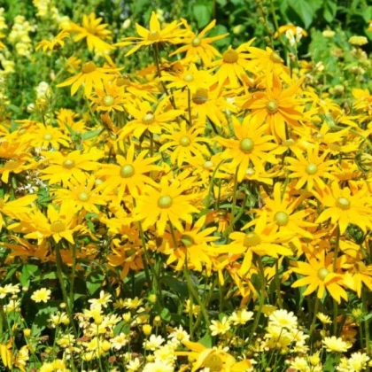 Zahradní sen ve žluté - semena letniček - směs letniček - 0,9 g