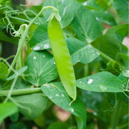 Hrách cukrový Heraut - Pisum sativum - semena hrachu - 45 ks