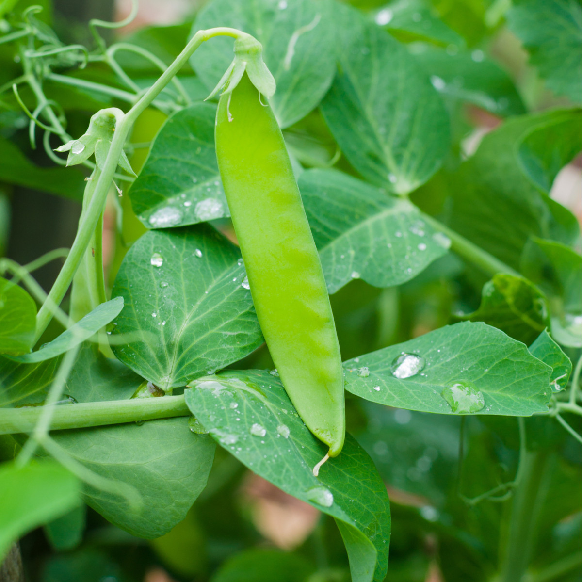 Hrách cukrový Heraut - Pisum sativum - semena hrachu - 45 ks
