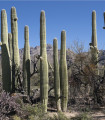 Saguaro – Gyertyatartó kaktusz – Carnegiea gigantea – kaktuszmagok – 5 db