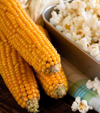 Kukuřice pukancová Nana - Zea mays - semena kukuřice - 15 ks