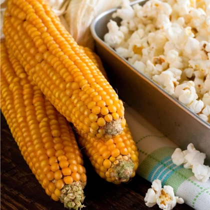 Kukuřice pukancová Nana - Zea mays - semena kukuřice - 15 ks