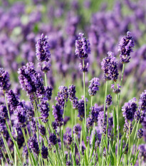 Levandule Vera - Lavandula angustifolia - semena levandule - 0,02 g