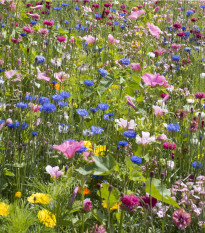 Pohádková směs - semena letniček - směs letniček - 0,9 g