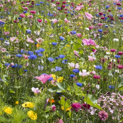 Pohádková směs - semena letniček - směs letniček - 0,9 g