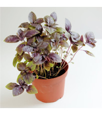 Bazalka pravá červená - Ocimum basilicum - semena bazalky - 200 ks