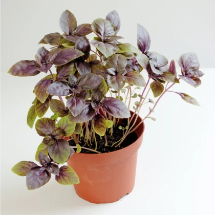 Bazalka pravá červená - Ocimum basilicum - semena bazalky - 200 ks