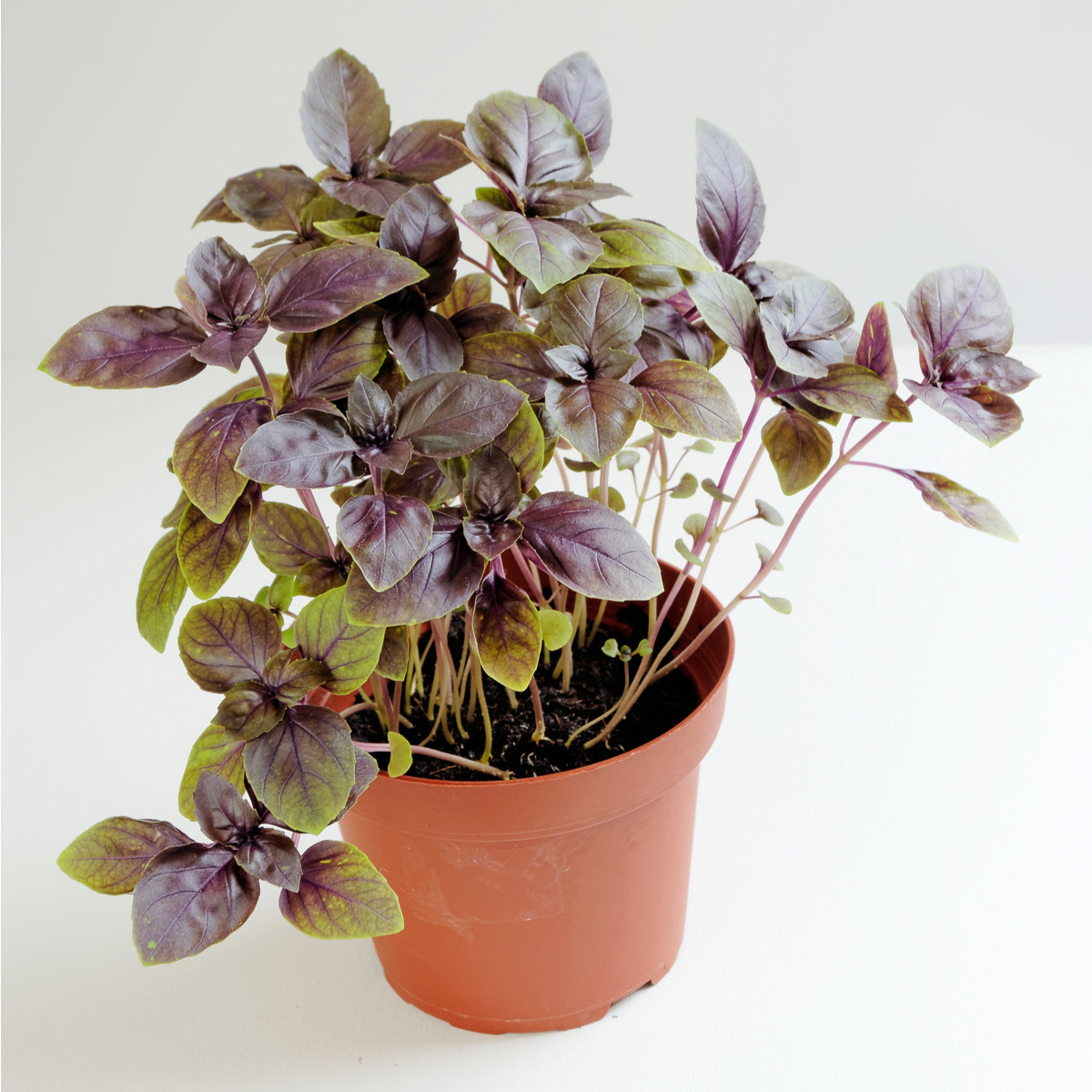 Bazalka pravá červená - Ocimum basilicum - semena bazalky - 200 ks