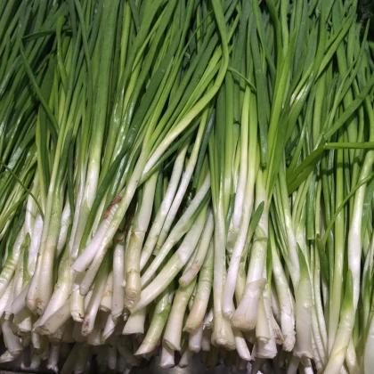 Cibule jarní Tokyo - semena - 1 g