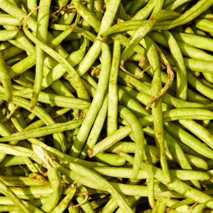 Fazole zahradní tyčková Hilda - Phaseolus vulgaris L. - semena fazole - 20 ks