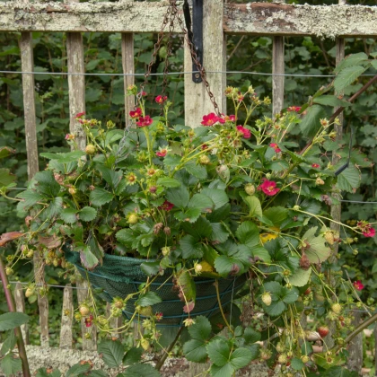 Jahodník velkoplodý Temptation  - Fragaria ananassa - semena jahodníku - 10 ks