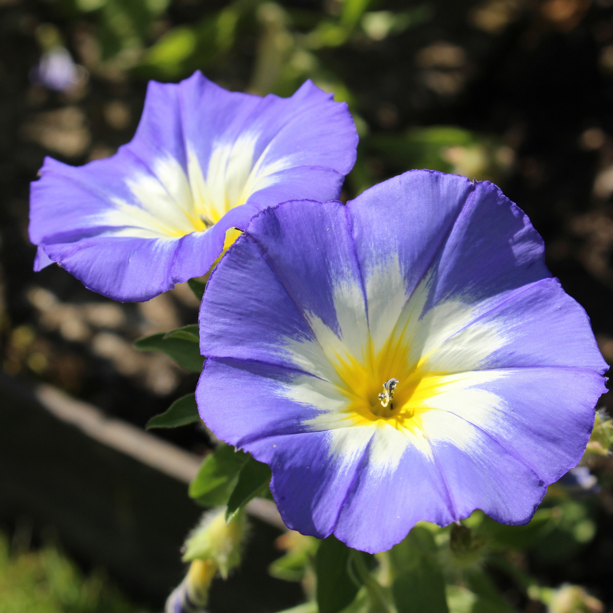 Svlačec trojbarevný Royal Ensign - Convolvulus tricolor - semena svlačce - 50 ks