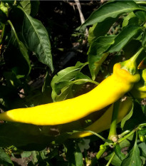 Chilli Kajenský pepř zlatý - Capsicum annuum - semena chilli - 6 ks