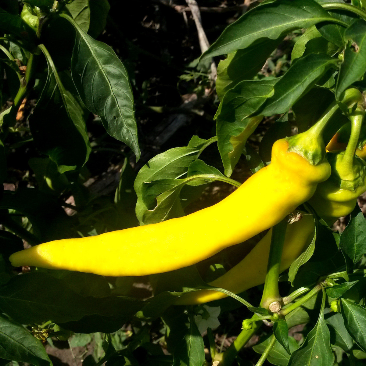 Chilli Kajenský pepř zlatý - Capsicum annuum - semena chilli - 6 ks