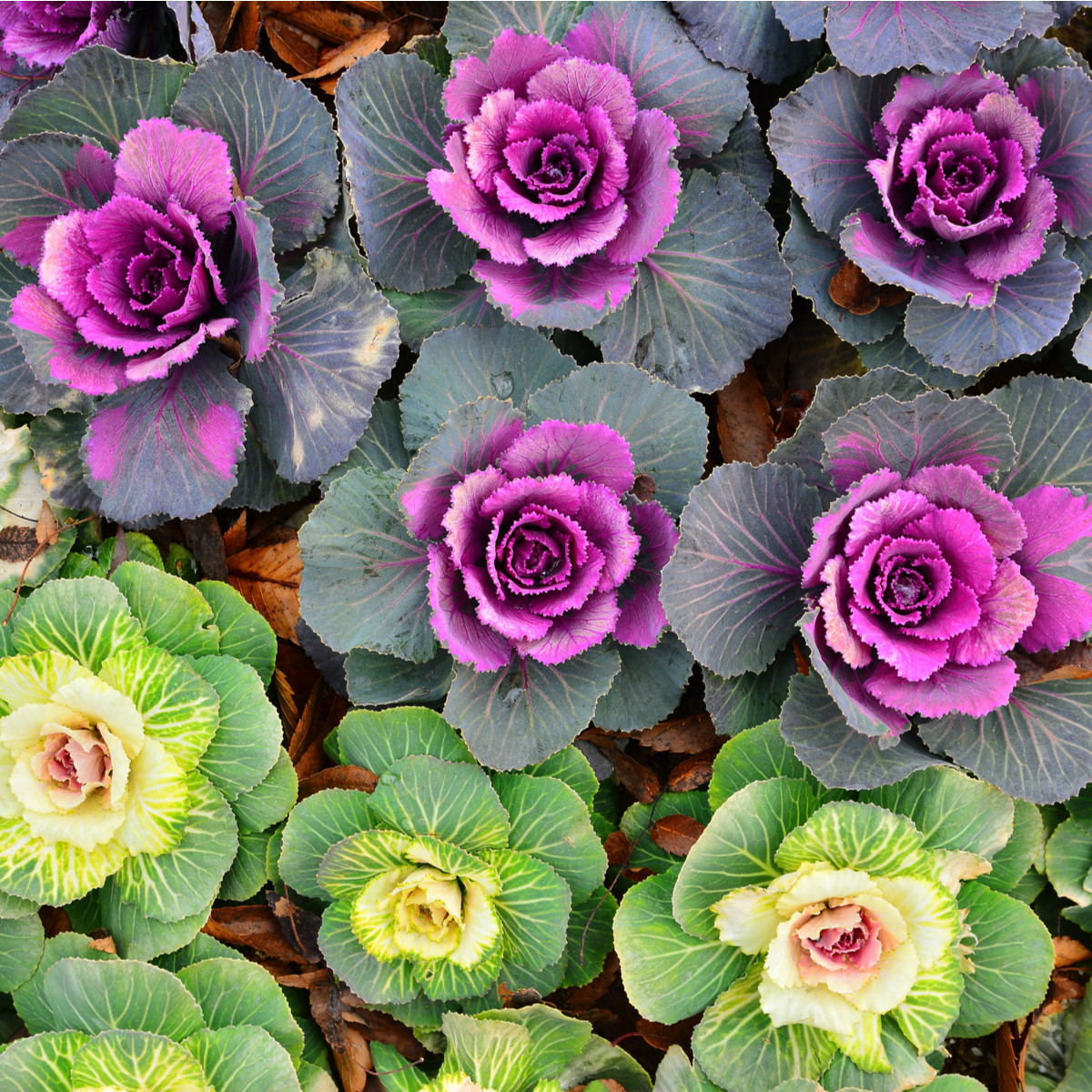 Kapusta okrasná - Brassica oleracea sabauta - semena - 50 ks