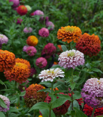 Ostálka lepá vysoká směs - Zinnia elegans mix - semena ostálky - 50 ks