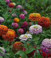 Ostálka lepá vysoká směs - Zinnia elegans mix - semena ostálky - 50 ks