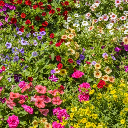 Petúnie plnokvětá směs barev - Petunia hybrida hybrida - semena - 10 ks