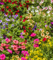 Petúnie plnokvětá směs barev - Petunia hybrida hybrida - semena - 10 ks