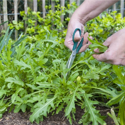 Roketa setá Dentelata - Eruca vesicaria - semena rokety-200ks