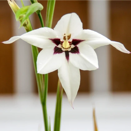 Acidanthera - Acidanthera - hlízy acidanthery - 4 ks