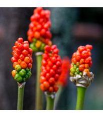 Áron červený - Arum italicum - hlízy áronu - 2 ks