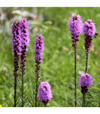 Šuškarda fialová - Liatris spicata - hlízy šuškardy  - 5 ks