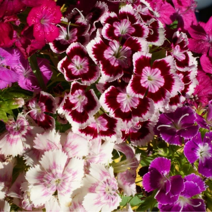 Hvozdík bradatý plnokvětý směs barev - Dianthus barbatus - semena hvozdíku - 250 ks