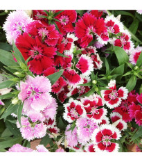 Hvozdík bradatý jednoduchý směs - Dianthus barbatus - semena hvozdíku - 250 ks