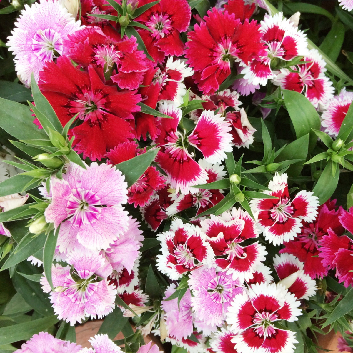 Hvozdík bradatý jednoduchý směs - Dianthus barbatus - semena hvozdíku - 250 ks