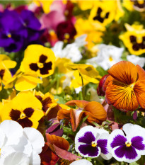 Maceška Hiemalis směs barev - Viola wittrockiana - semena macešky - 200 ks