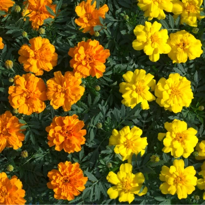 Aksamitník rozkladitý Primo - Tagetes patula - semena aksamitníku - 0,3 g